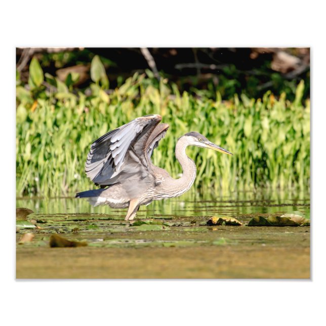 Great Blue Heron Fotodruck (Vorne)