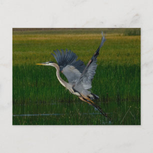 Great Blue Heron "Heben ab" Postkarte