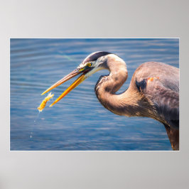 Great Blue Heron Hunting Prey Wildlife Art Print Poster