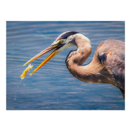 Great Blue Heron Hunting Prey Wildlife Art Print Poster