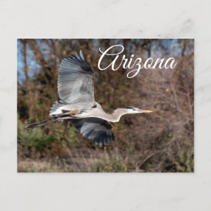 Great Blue Heron In Flight Arizona Postcard Postkarte