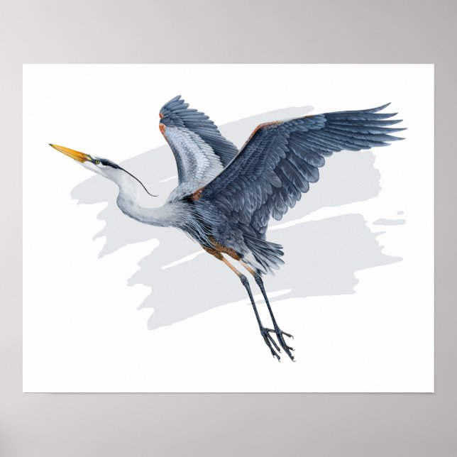 Great Blue Heron in Flight Poster (Vorne)