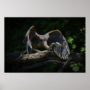 Great Blue Heron in Flight Poster