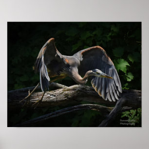Great Blue Heron in Flight Poster