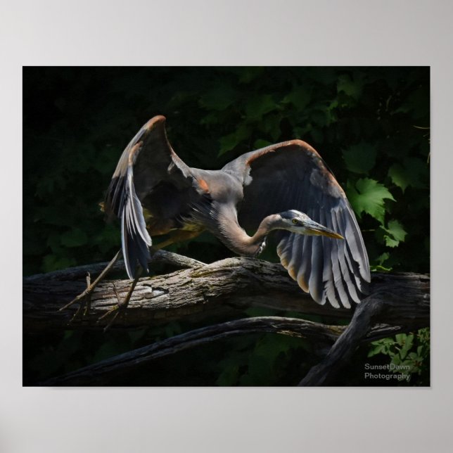Great Blue Heron in Flight Poster (Vorne)