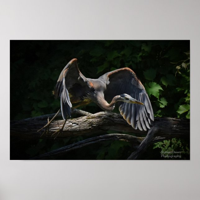Great Blue Heron in Flight Poster (Vorne)