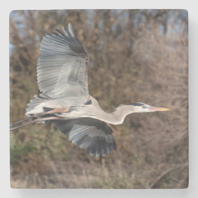 Great Blue Heron in flight Steinuntersetzer (Vorderseite)