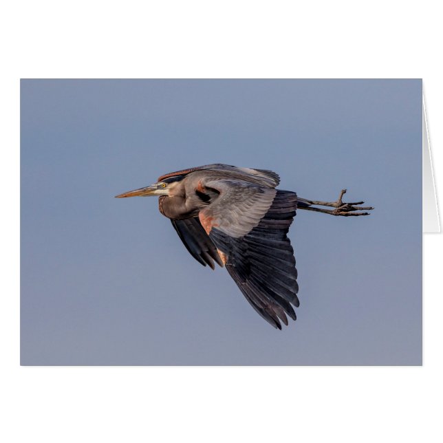Great Blue Heron in Flug (Vorderseite (Horizontal))