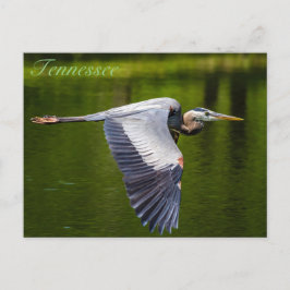 Great Blue Heron in Flug Postkarte