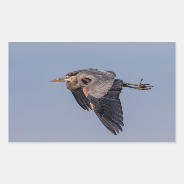 Great Blue Heron in Flug Rechteckiger Aufkleber (Vorderseite)