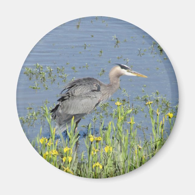 Great Blue Heron in River. Magnet (Vorne)