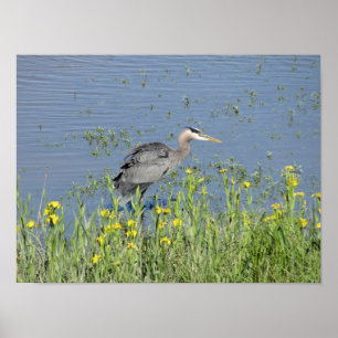Great Blue Heron in River. Poster