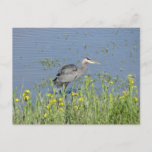 Great Blue Heron in River. Postkarte (Vorderseite)