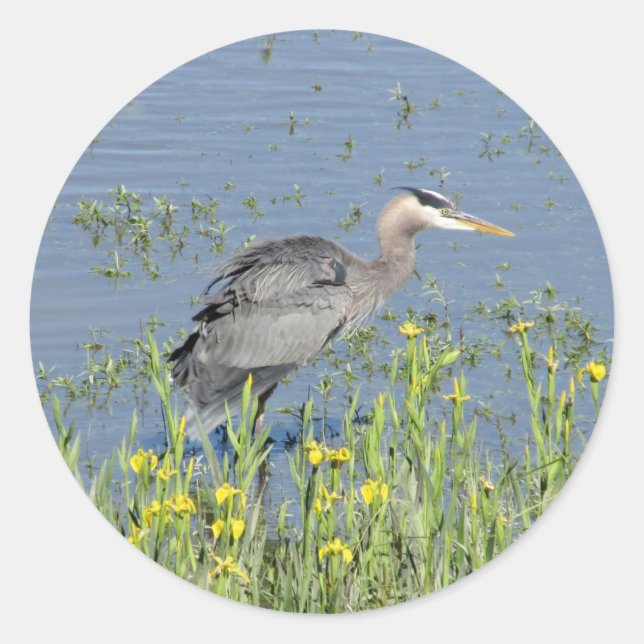 Great Blue Heron in River. Runder Aufkleber (Vorderseite)