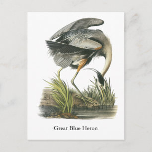 Great Blue Heron, John Audubon Postkarte