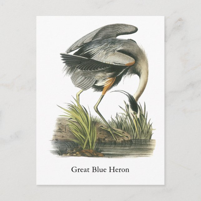 Great Blue Heron, John Audubon Postkarte (Vorderseite)