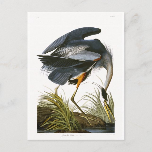Great Blue Heron, John James Audubon Fine Art Postkarte (Vorderseite)