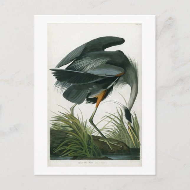 Great Blue Heron, John James Audubon Postkarte (Vorderseite)