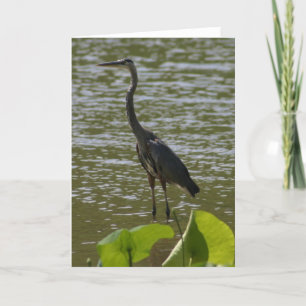 Great Blue Heron Karte
