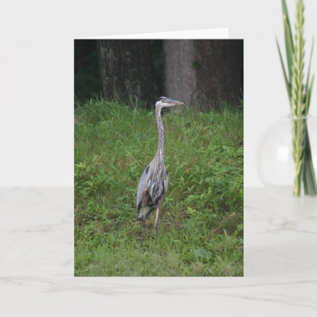 Great Blue Heron Karte (Vorderseite)