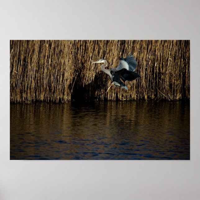 Great Blue Heron Landing Poster (Vorne)