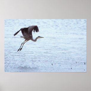 Great Blue Heron Landing Poster