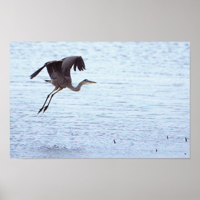 Great Blue Heron Landing Poster (Vorne)