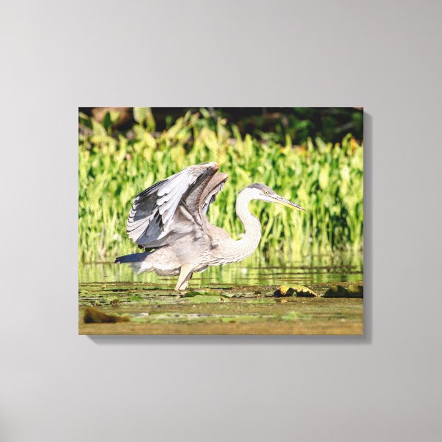Great Blue Heron Leinwanddruck (Vorderseite)