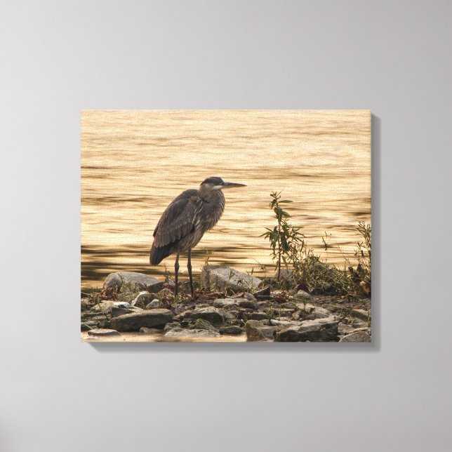 Great Blue Heron Leinwanddruck (Vorderseite)