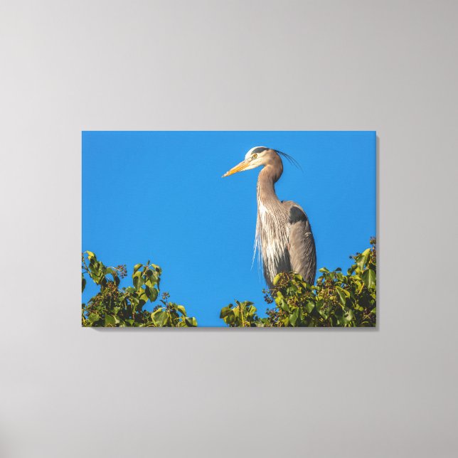 Great Blue Heron Leinwanddruck (Vorderseite)