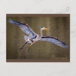 Great Blue Heron macht eine Landung. Postkarte