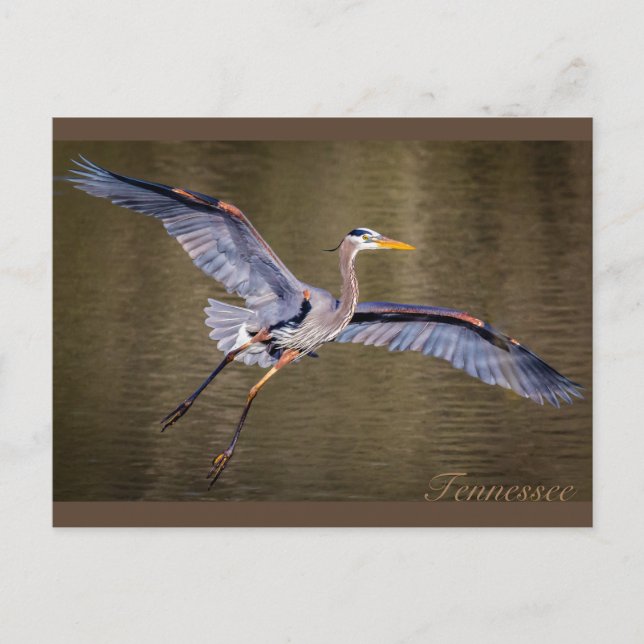 Great Blue Heron macht eine Landung. Postkarte (Vorderseite)
