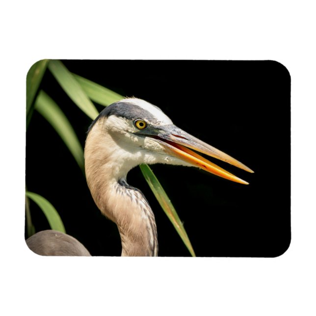 Great Blue Heron Magnet (Horizontal)