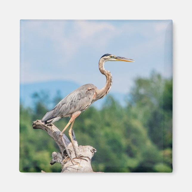 Great Blue Heron Magnet (Vorne)