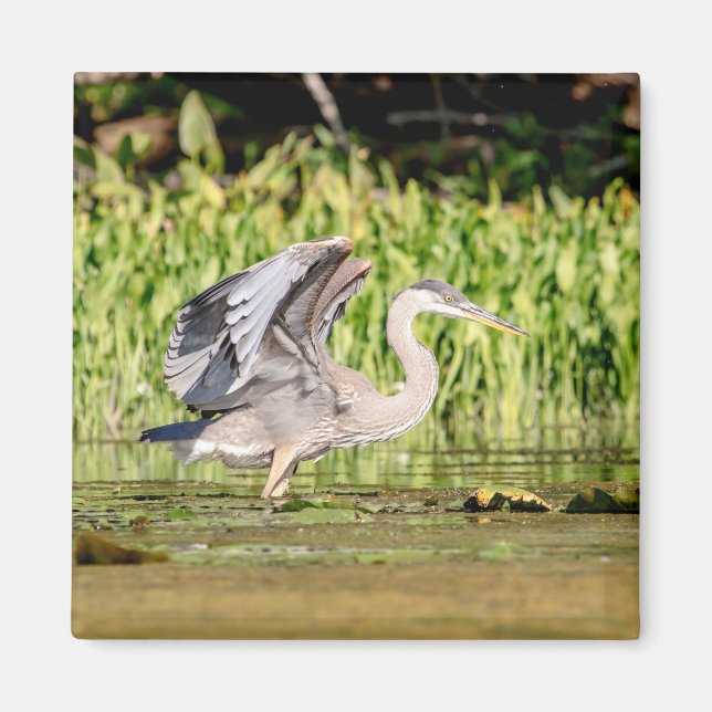 Great Blue Heron Magnet (Vorne)