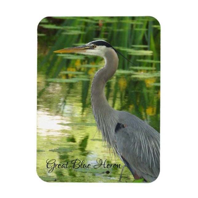Great Blue Heron Magnet (Vertikal)