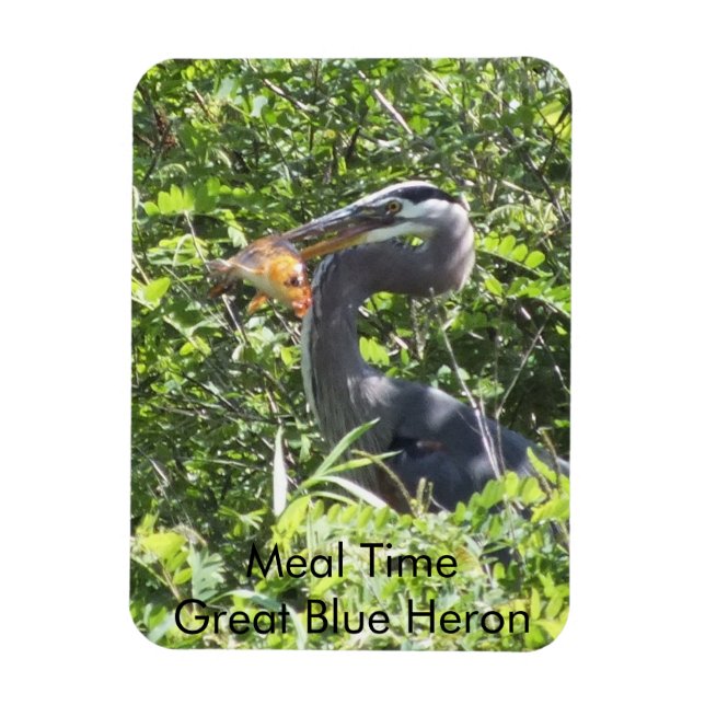 Great Blue Heron, Meal Time Magnet (Vertikal)
