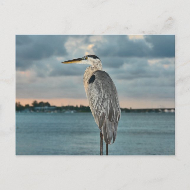 Great Blue Heron mit Cortez im Hintergrund Postkarte (Vorderseite)