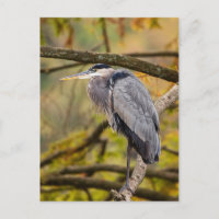 Great Blue Heron mit Herbstfarben Postcard