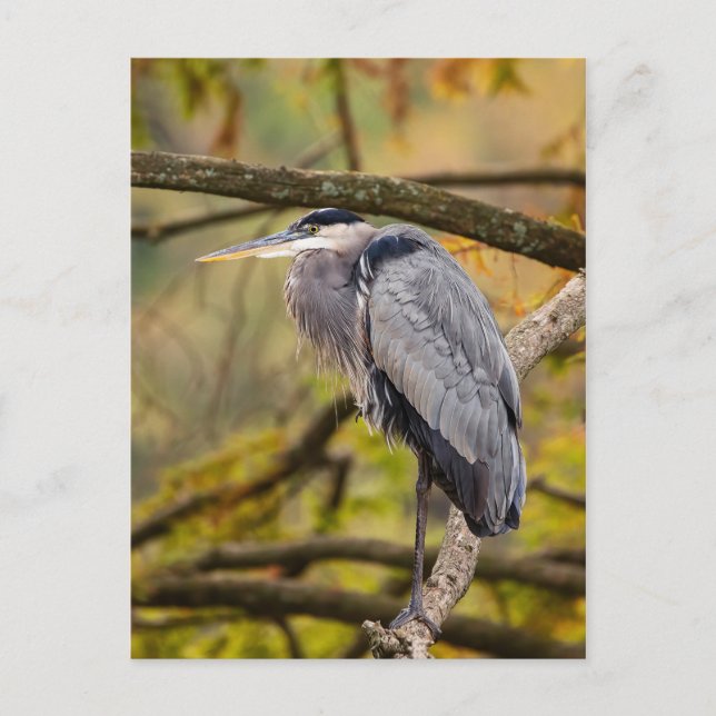 Great Blue Heron mit Herbstfarben Postcard Postkarte (Vorderseite)