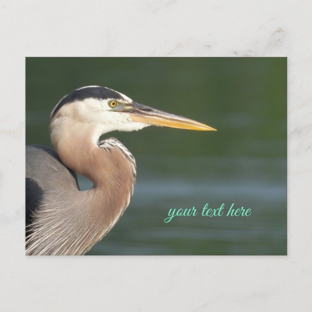 Great Blue Heron Nah Up Postcard Postkarte (Vorderseite)