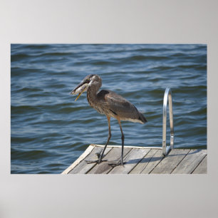 Great Blue Heron Nah Up Poster