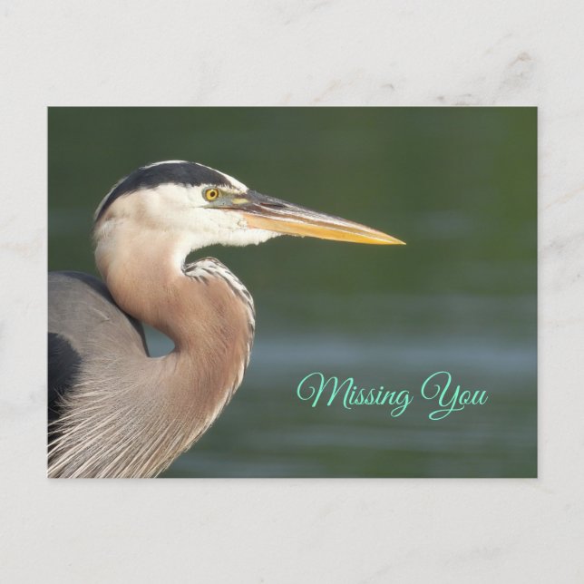 Great Blue Heron Nah Up Poster Postkarte (Vorderseite)
