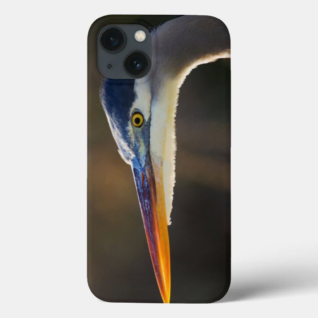 Great Blue Heron, nahes Portrait Case-Mate iPhone Hülle (Rückseite)