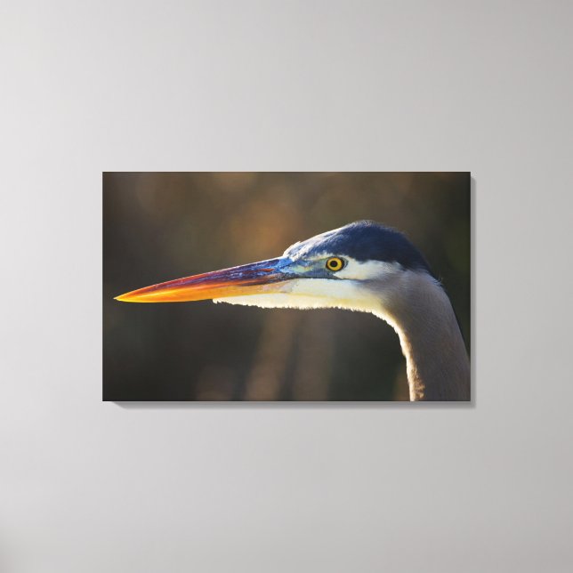 Great Blue Heron, nahes Portrait Leinwanddruck (Vorderseite)