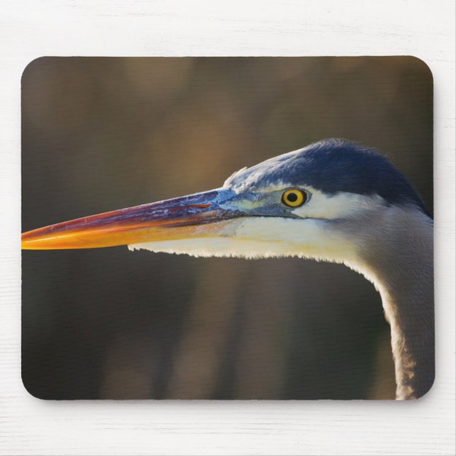 Great Blue Heron, nahes Portrait Mousepad (Vorne)