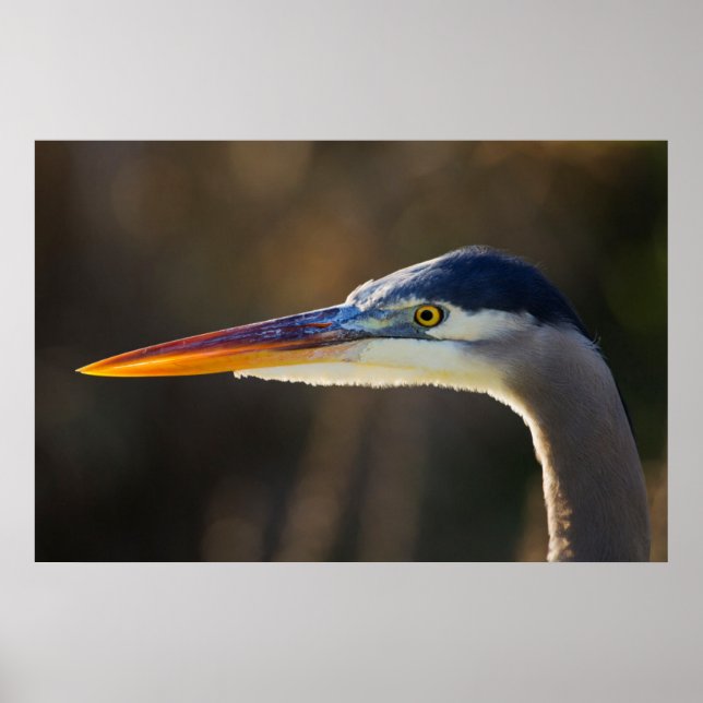 Great Blue Heron, nahes Portrait Poster (Vorne)