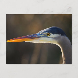 Great Blue Heron, nahes Portrait Postkarte