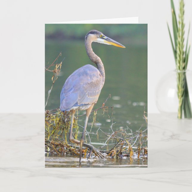 Great Blue Heron Nature Wildlife Geburtstag Karte (Vorderseite)