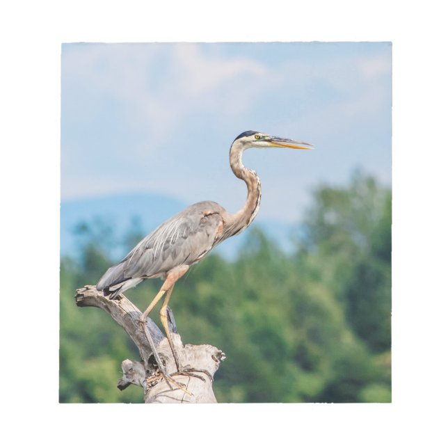 Great Blue Heron Notizblock (Vorderseite)